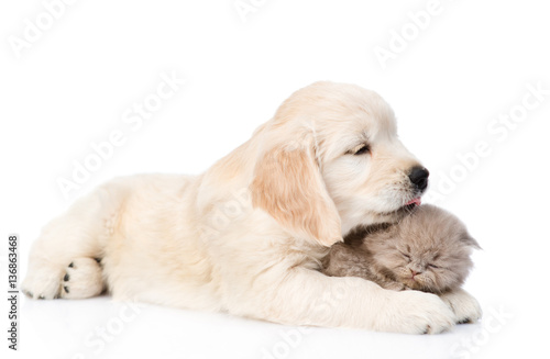 golden retriever puppy licking the kitten. isolated on white 