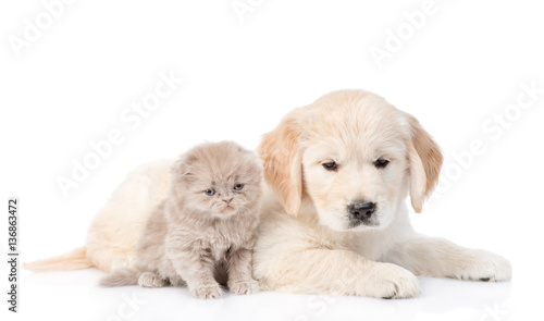 Puppy golden retriever and kitten lying together. isolated on white