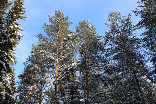 Trees against sky photo