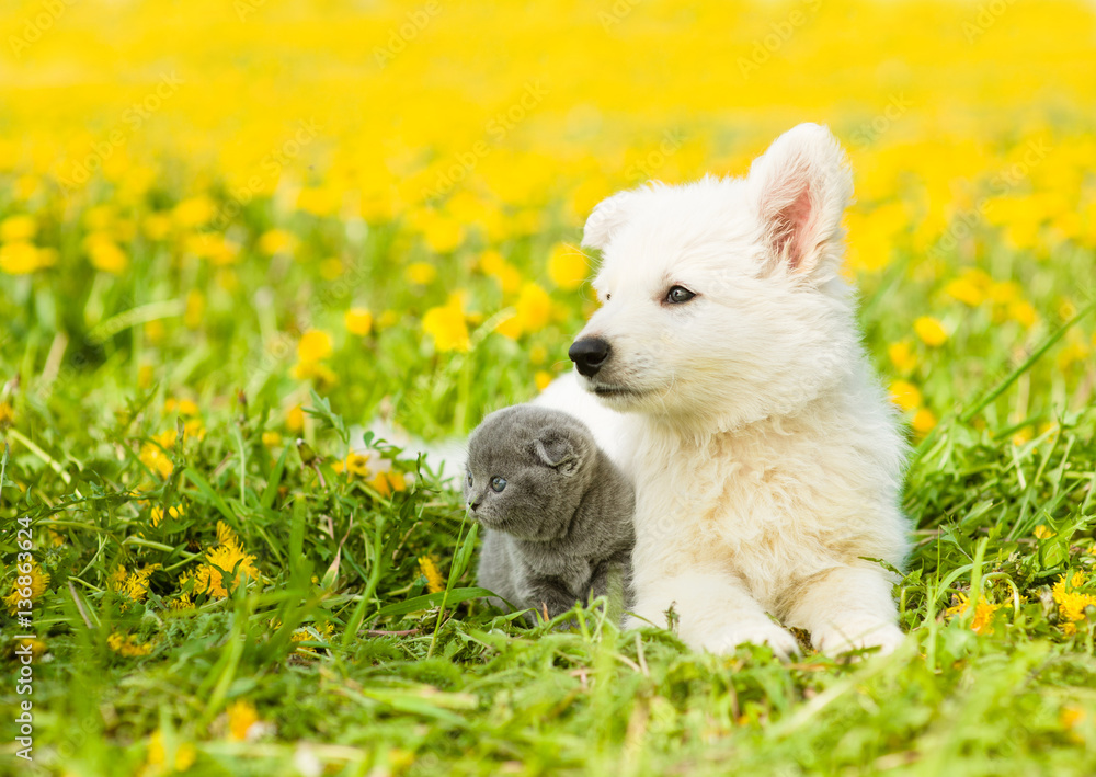 Puppy and kitten on dandelion field looking away Puppy and kitten on dandelion field looking away