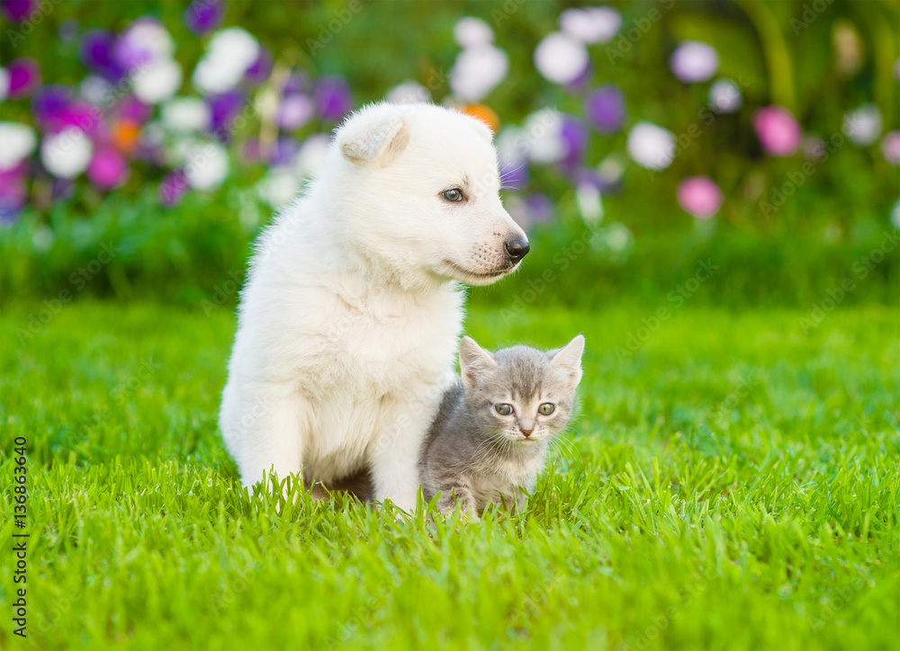 Baby cat and puppy sitting together on summer grass Baby cat and puppy sitting together on summer grass