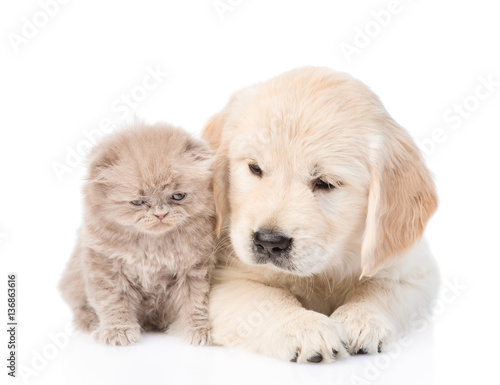 Golden retriever puppy and kitten lying together in front view. isolated on white