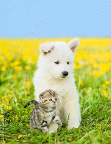 Puppy and kitten sitting on dandelion field together