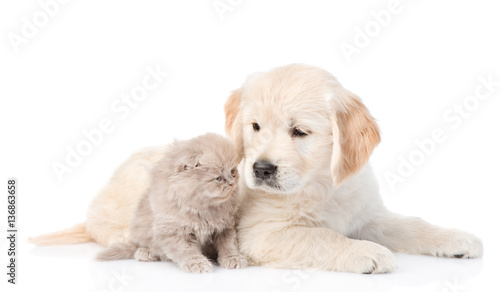 Golden retriever puppy and cute kitten lying together. isolated on white