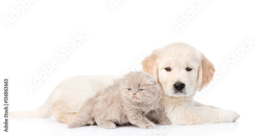 Golden retriever puppy and kitten lying together in side view. isolated on white