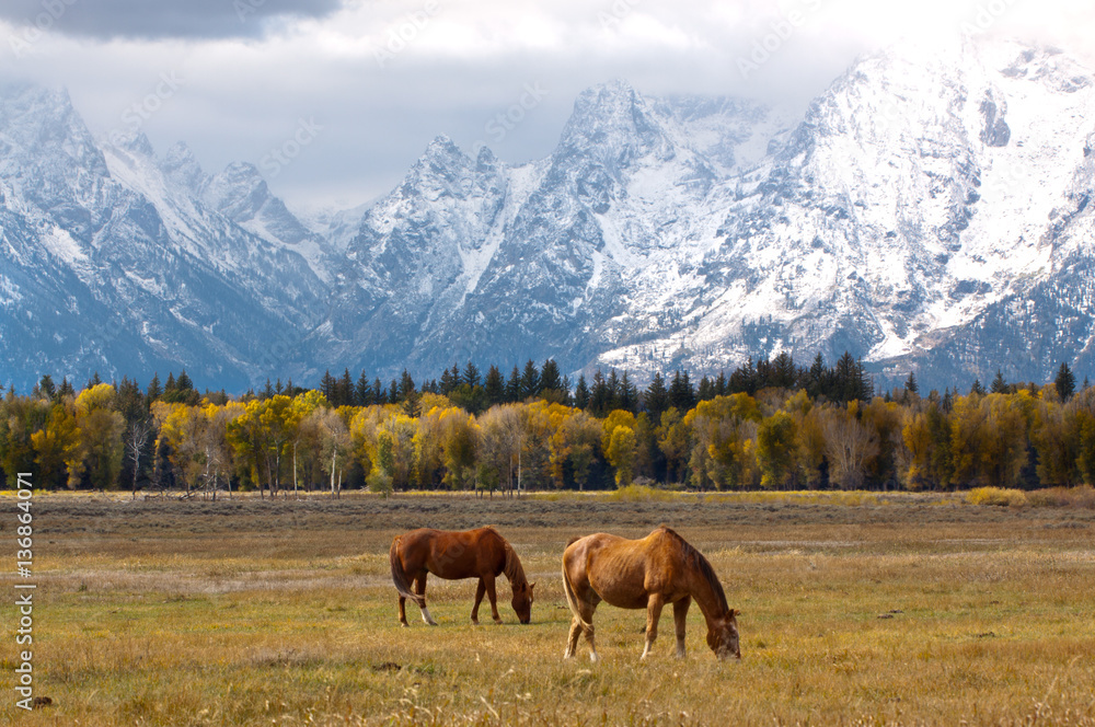 Obraz premium Grazing in Paradise