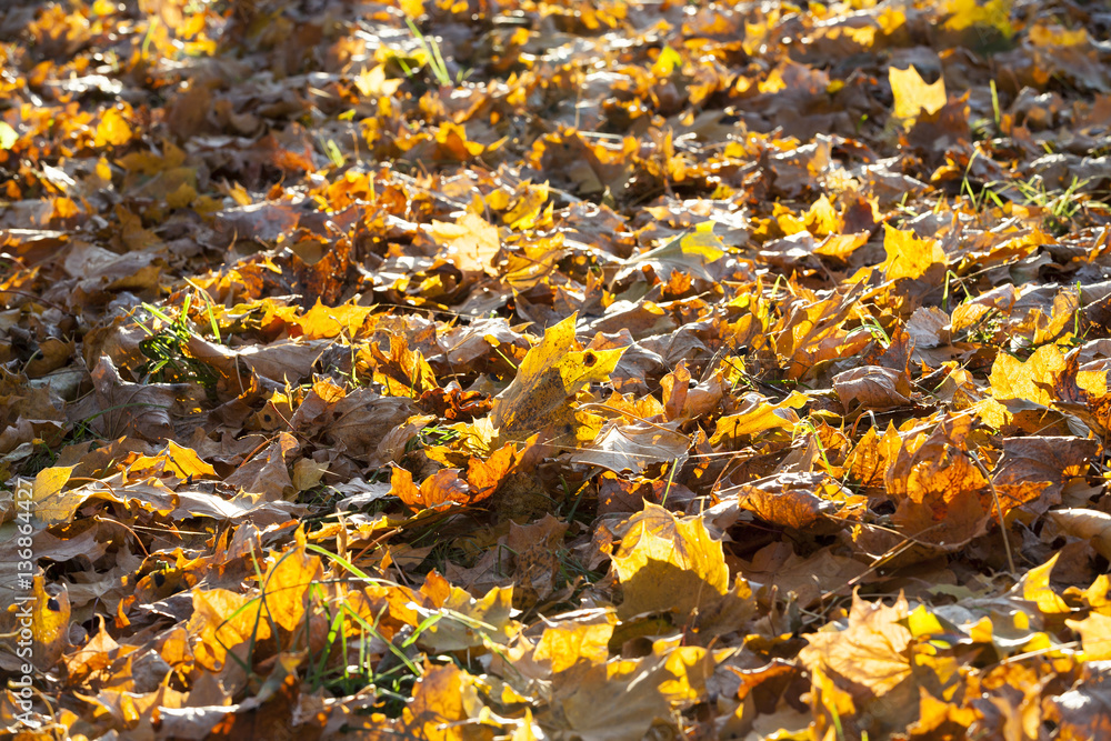 The fallen maple leaves The fallen maple leaves