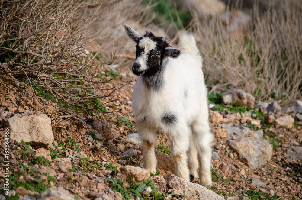 Baby Cretan goat, Crete, Greece