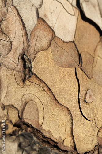 pine tree bark, close-up © rsooll
