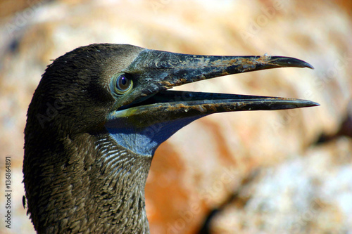 Blue footed booby in the Galapagos Islands