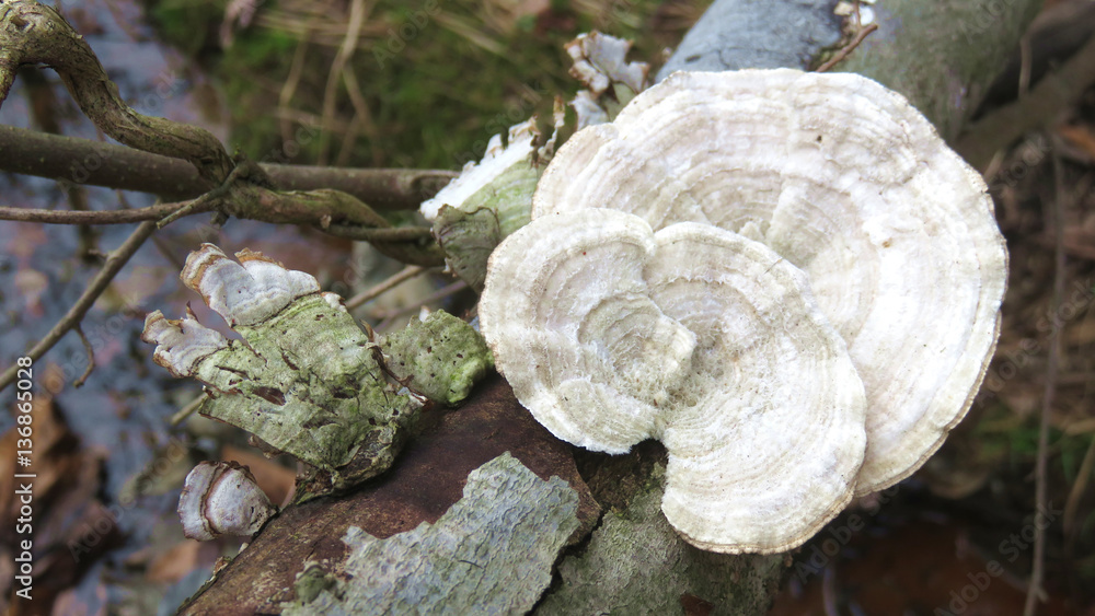 Forest Mushroom #3 Forest Mushroom #3