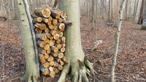 Stacked Cut Logs photo