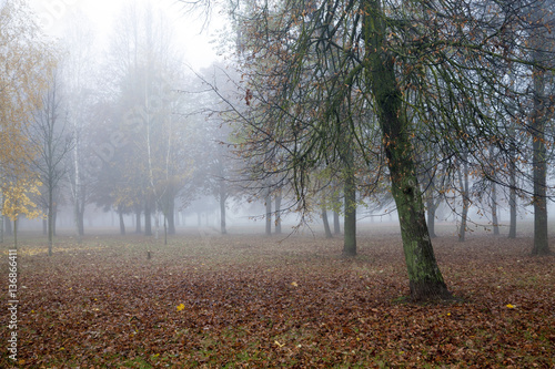 Fototapeta Naklejka Na Ścianę i Meble -  Fog in autumn season
