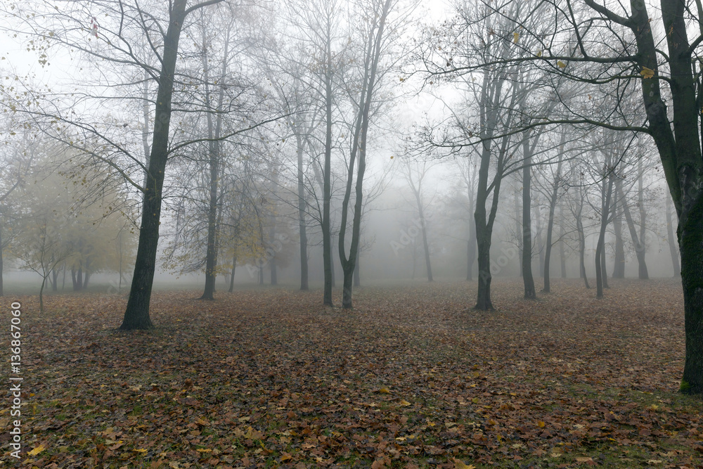 Fog in autumn season