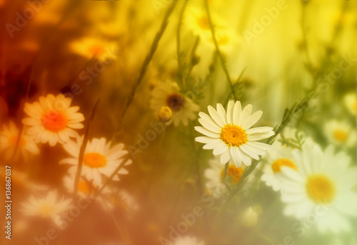 Daisy flower - wild chamomile