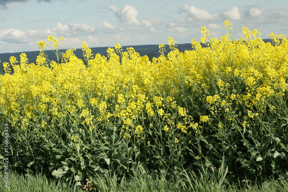 Obraz premium Colza cultivé pour la fabrication de biocarburant