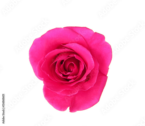 Beautiful pink rose isolated on white background