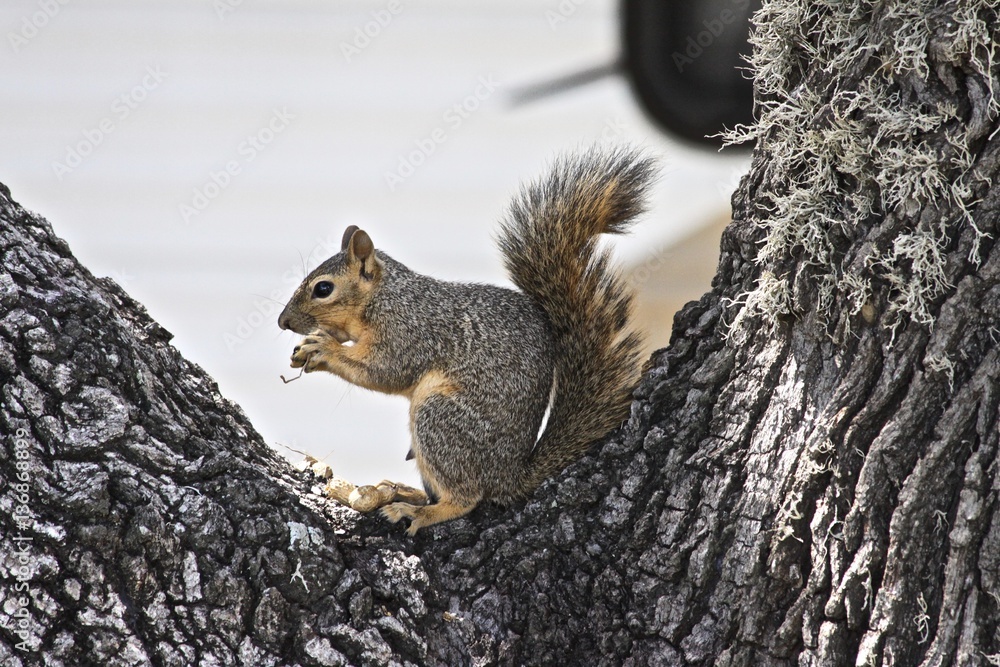 Obraz premium Hello, There