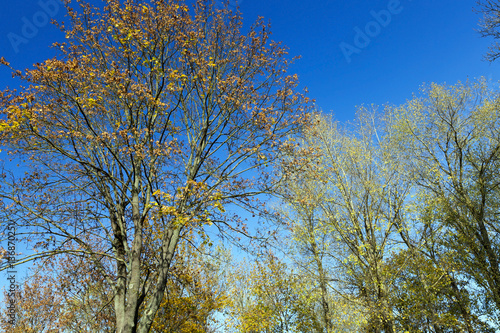 yellowed maple trees in autumn