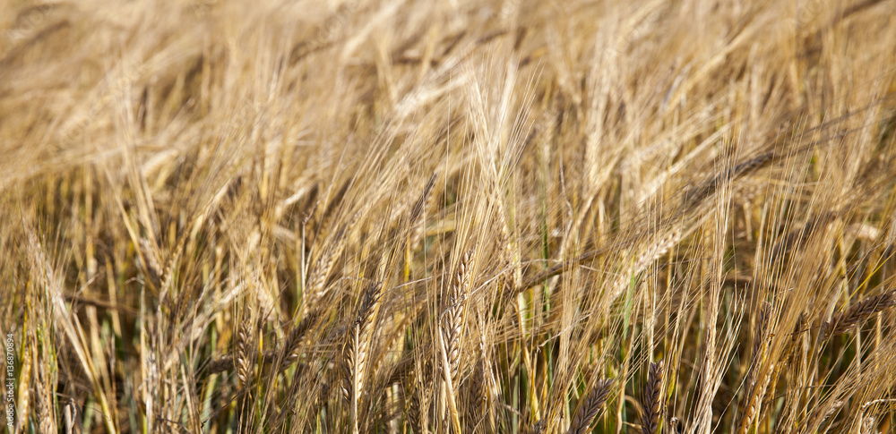 ripening cereals in the field ripening cereals in the field