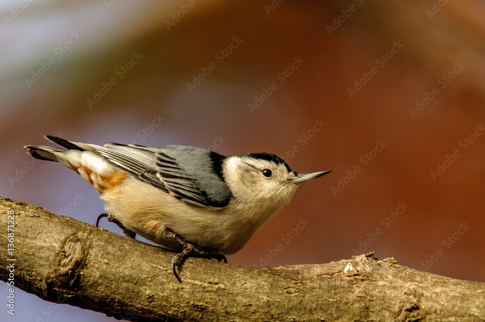 Obraz premium Nuthatch