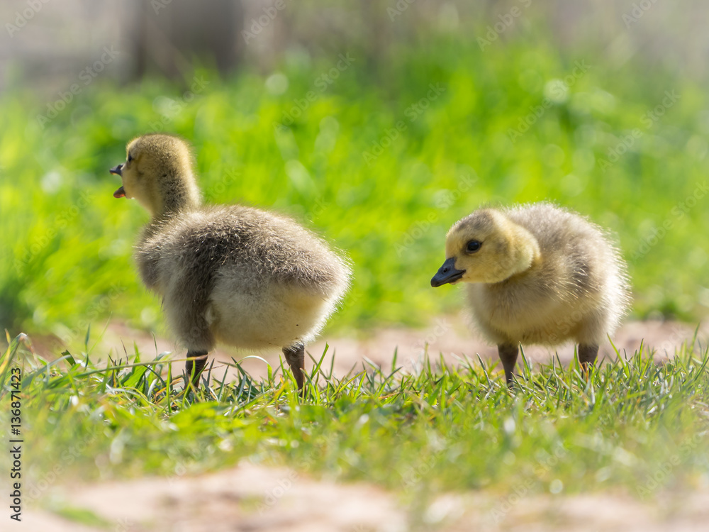 Goslings
