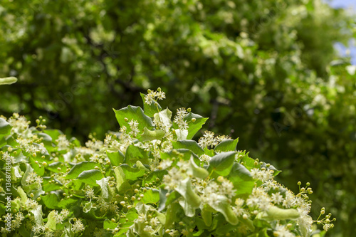 flowering linden trees