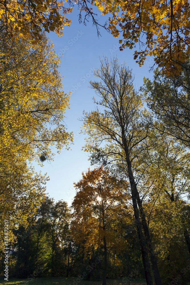 yellowed maple trees in the fall