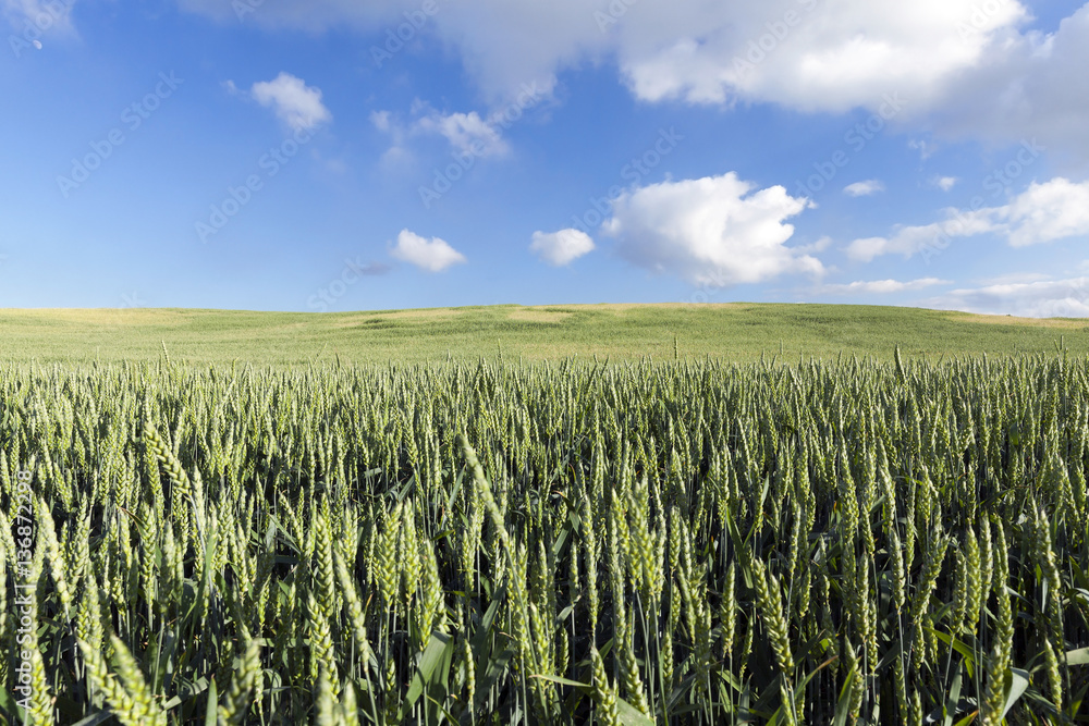 Field with cereal Field with cereal
