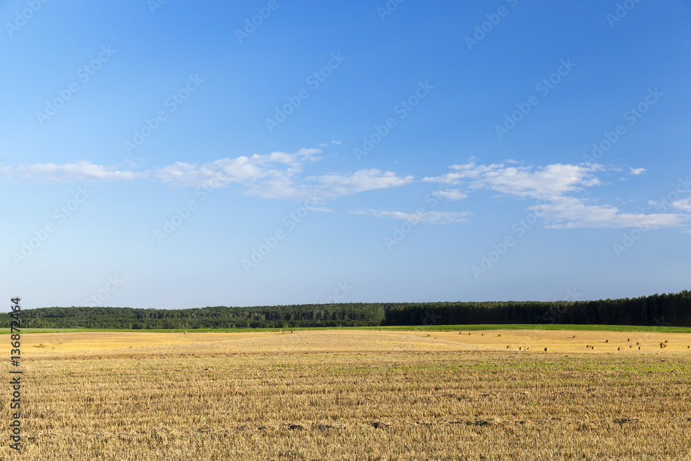 agricultural field and blue sky