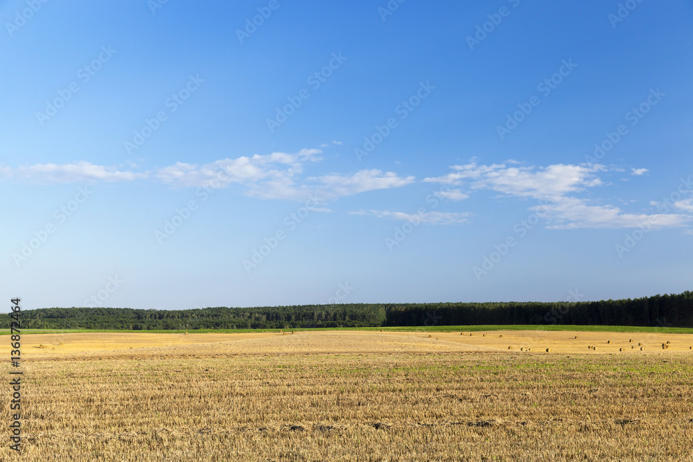 agricultural field and blue sky agricultural field and blue sky