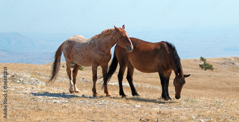Windblown Red Roan Stallion with his Bay mare on Sykes Ridge on the Wyoming Montana state line in U S of A Windblown Red Roan Stallion with his Bay mare on Sykes Ridge on the Wyoming Montana state line in U S of A