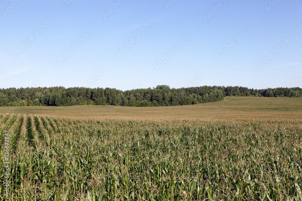 Field with corn