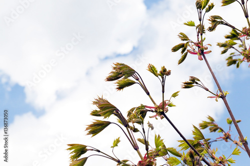 green maple leaves