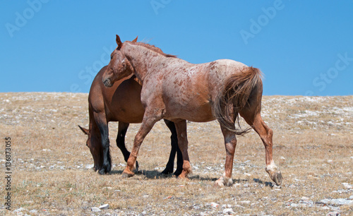 Windblown Red Roan Stallion with his Bay mare on Sykes Ridge on the Wyoming Montana state line in U S