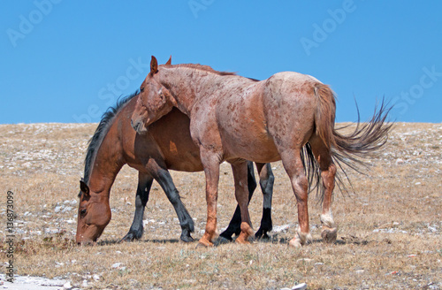 Windblown Red Roan Stallion with his Bay mare on Sykes Ridge on the Wyoming Montana state line in U S A photo