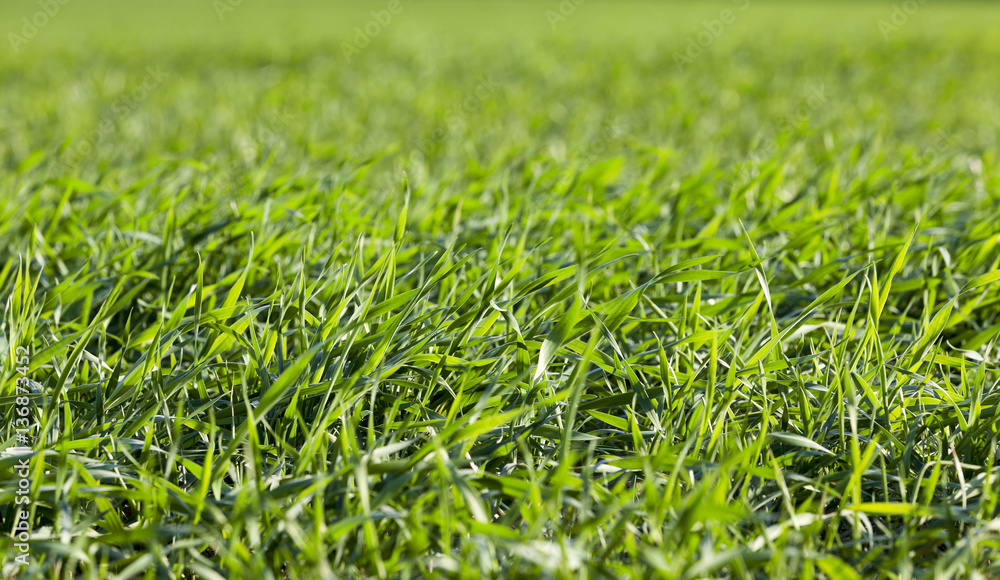 young grass plants, close-up young grass plants, close-up