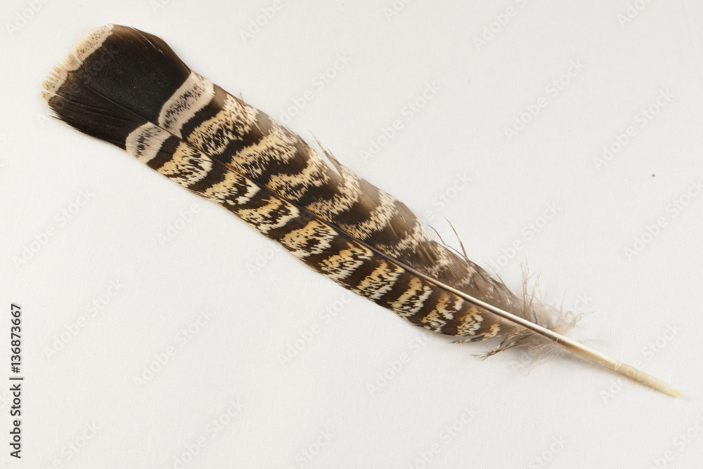 Fotografia Ruffed grouse tailfeather