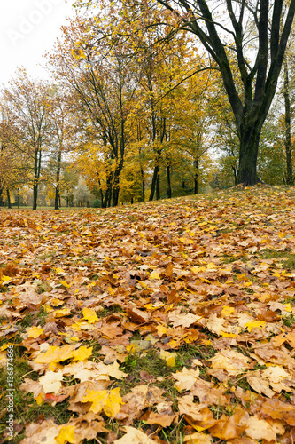 leaves in autumn park