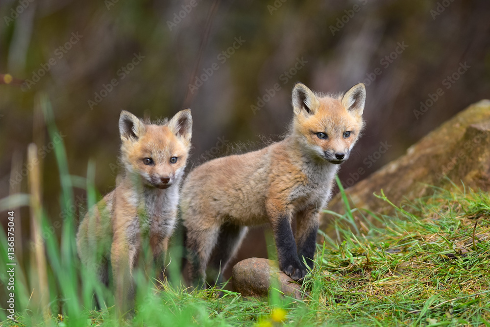 Twin red fox kits watching