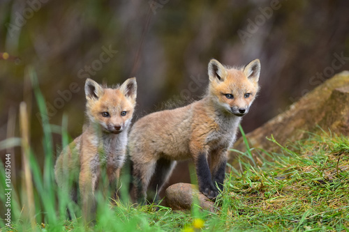 Twin red fox kits watching © Dave