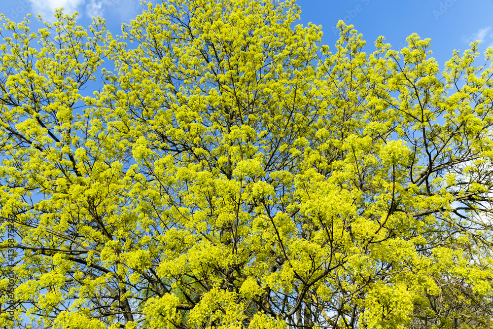 Naklejka premium flowering maple tree