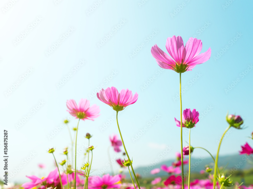 Pink cosmos (bipinnatus) flowers against the bright blue sky. Cosmos is also known as Cosmos sulphureus, Selective Focus Pink cosmos (bipinnatus) flowers against the bright blue sky. Cosmos is also known as Cosmos sulphureus, Selective Focus