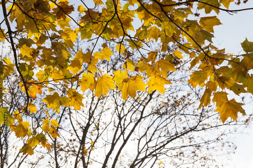 yellowed maple trees in autumn