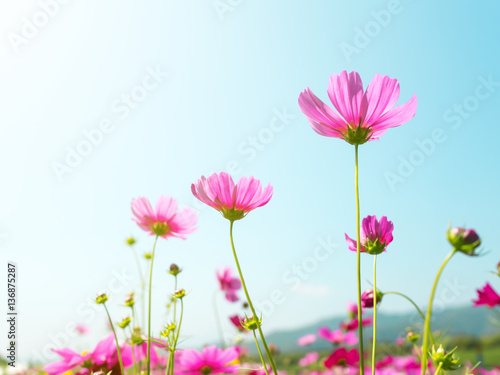 Pink cosmos (bipinnatus) flowers against the bright blue sky. Cosmos is also known as Cosmos sulphureus, Selective Focus © poravute