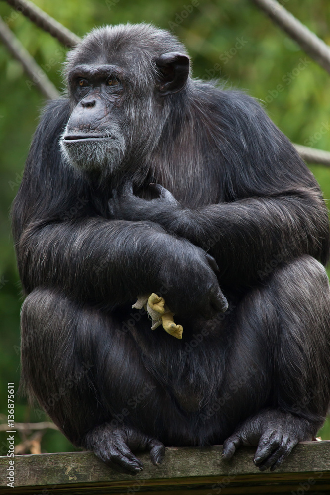 Common chimpanzee (Pan troglodytes) Common chimpanzee (Pan troglodytes)