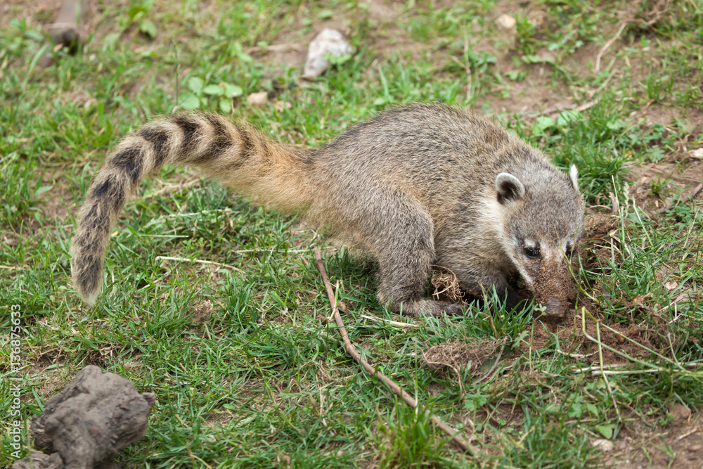 South American coati (Nasua nasua)