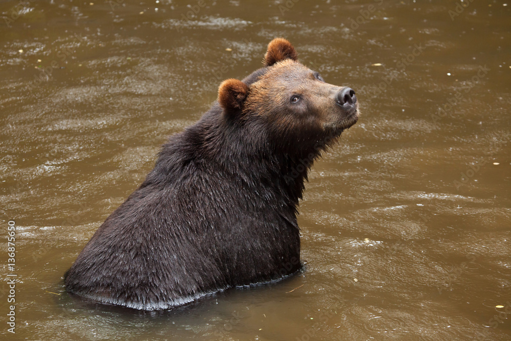 Kamchatka brown bear (Ursus arctos beringianus) Kamchatka brown bear (Ursus arctos beringianus)