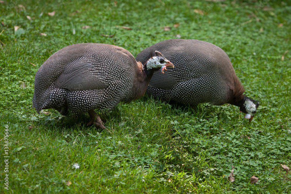 Obraz premium Domesticated guineafowl (Numida meleagris f. domestica)