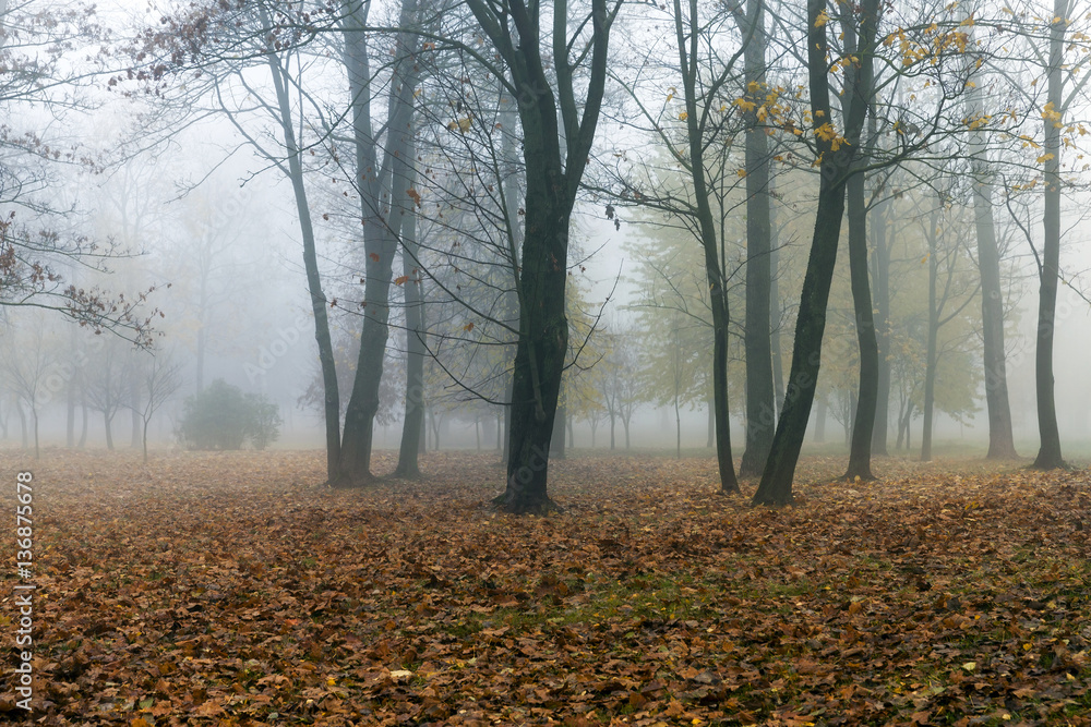 Fog in autumn season